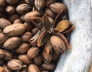 Stress Management and Georgia Pecans