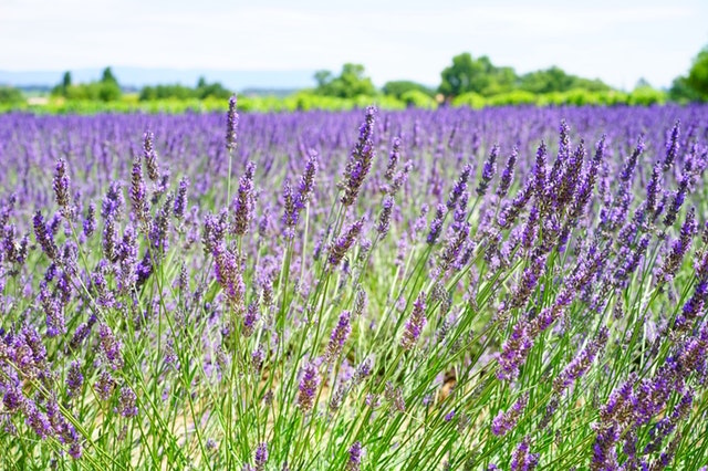 Lavender Essential Oil Adverse Reactions
