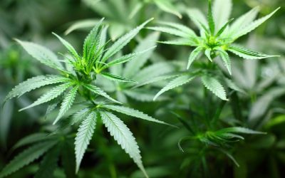 Marijuana Safety- Questions Unanswered